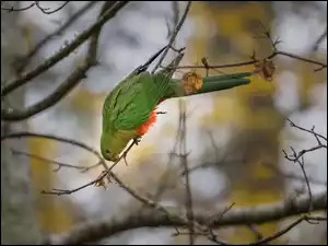 Papuga królewska z kolorowym upierzeniem trzymająca się gałązki na drzewie