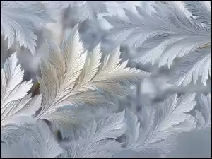 Wzory z mrozu na zamarzniętych szybach