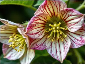 Pręciki, Grafika AI, Ciemierniki, Kwiaty, Liście