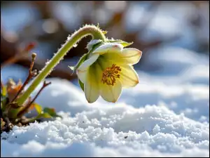 Grafika AI, Ciemiernik, Kwiat, Śnieg
