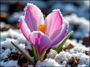 Grafika AI, Kwiat, Krokus, Śnieg