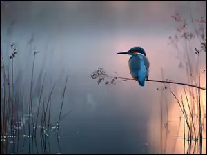 Zimorodek siedzący na wysokiej trawie na zamglonym jeziorze
