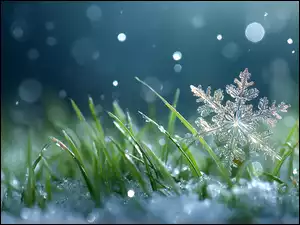 Śnieżynka na trawie wystającej ze śniegu