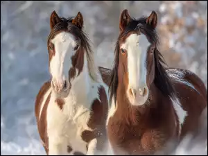 Dwa konie rasy Paint Horse