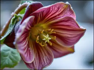 Ciemiernik, Grafika AI, Rozkwitnięty, Kwiat, Liście