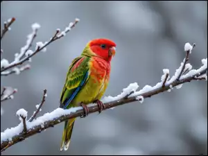 Ptak, Zima, Papuga, Gałązki, Kolorowa, Ośnieżone
