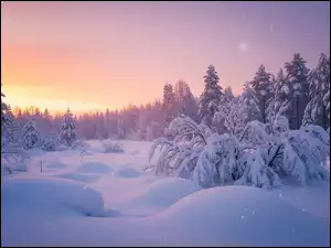 Ośnieżone drzewa i rośliny w śniegowych zaspach