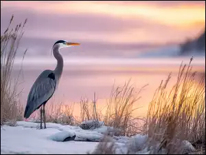 Zarośla, Czapla, Jezioro, Grafika AI, Trawy, Zima