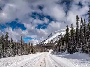 Las, Zima, Góry, Drzewa, Droga, Śnieg