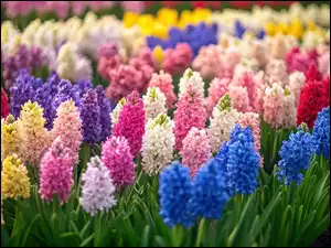 Różowe, Niebieskie, Fioletowe, Hiacynty, Białe, Żółte