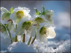 Białe ciemierniki kwitnące w śniegu