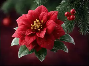 Gałązka, Kwiat, Czerwony