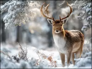 Jeleń pod ośnieżonym drzewem w zimowym lesie