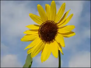 Słonecznik ozdobny