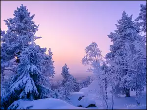 Drzewa, Zima, Gałęzie, Zaspy, Krzewy, Ośnieżone