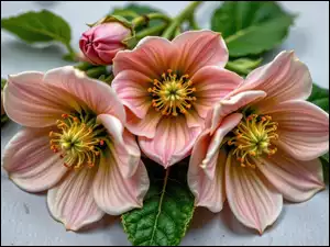 Grafika AI, Kwiaty, Pręciki, Liście