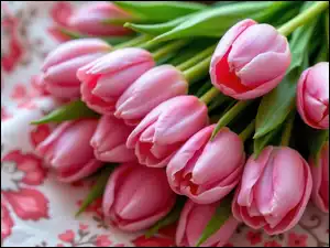 Tulipany, Różowe, Nierozkwitnięte