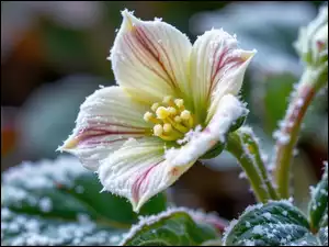 Liście, Grafika AI, Ciemiernik, Kwiat, Szron