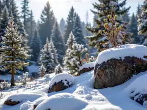 Śnieg, Ośnieżone, Iglaste, Zima, Drzewa, Głazy, Kamienie