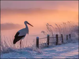 Bocian biały stojący obok płotu i zarośli nad zamgloną rzeką w zimowej scenerii