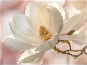 Gałązki, AI, Biała, Magnolia, Zbliżenie