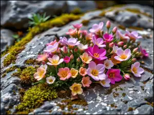 Mech, Kolorowe, Kwiaty, Skała