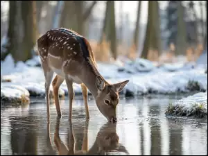 Zima, Grafika AI, Woda, Sarna, Las