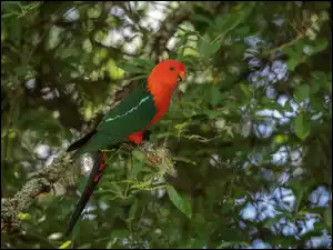 Kolorowa papuga australijska na drzewie