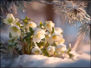 Białe kwiaty ciemiernika na śniegu pod gałązkami sosny