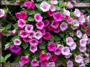 Powój, Różowe, Fioletowe, Kwiaty