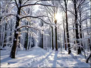 Ośnieżone, Drzewa, Grafika AI, Zima, Las, Droga, Zaśnieżona