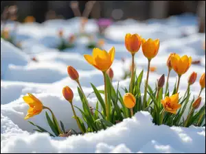 Żółte, Dzikie tulipany, Śnieg, Zima, Kwiaty