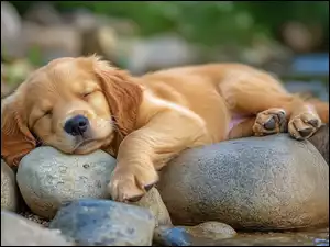 Kamienie, Szczeniak, Śpiący