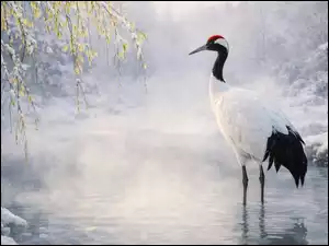 Gałęzie, Roślinność, Woda, Żuraw mandżurski, Zima