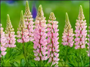 Łubin, Jasnoróżowy