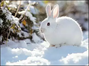Zima, Rośliny, Królik, Biały, Śnieg