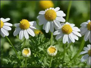 Kwiaty, Rumianek pospolity, Białe