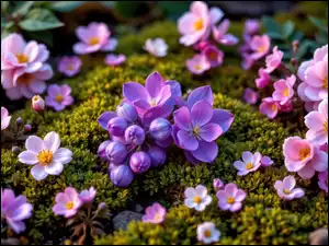 Mech, Różowe, Fioletowe, Kwiaty