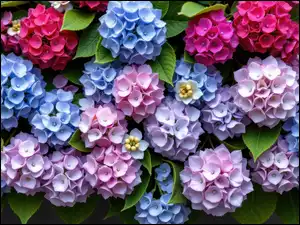 Hortensje, Różowe, Fioletowe, Niebieskie