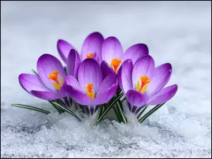 Śnieg, Krokusy, Fioletowe