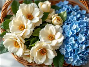 Kremowe kwiaty kamelii i niebieskie hortensje w wiklinowym koszyku
