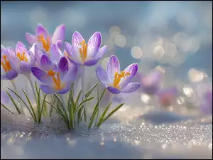 Rozświetlona słonecznym blaskiem kępka fioletowych krokusów w śniegu