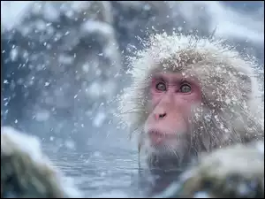 Ośnieżona głowa małpy makaka japońskiego wystająca z wody
