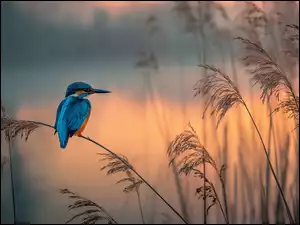 Zimorodek na źdźble trawy nad zamglonym jeziorem o zachodzie słońca