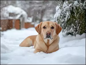Śnieg, Pies, Labrador retriever, Zima