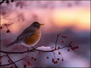 Rudzik na ośnieżonej gałązce z czerwonymi suchymi owocami