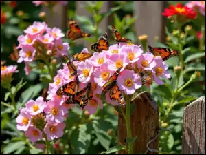 Motyle na jasnoróżowych kwiatach przy płocie w ogrodzie