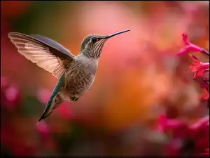 Koliber w locie obok różowych kwiatów na rozmytym tle