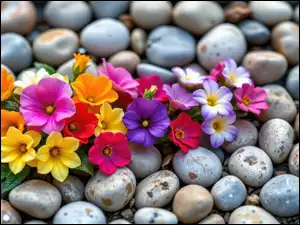 Kamienie, Kolorowe, Rozkwitnięte, Kwiaty