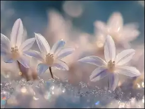 Śniadek baldaszkowaty w śniegu